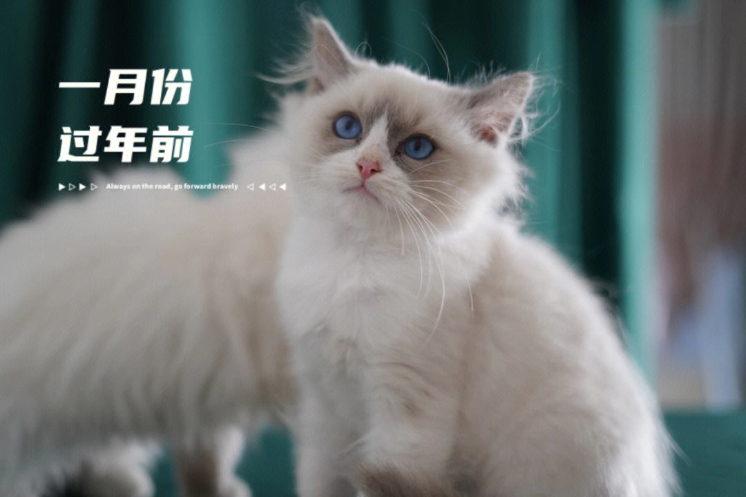 布偶村苹果版布偶村游戏下载